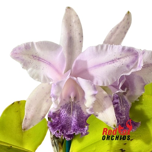 Cattleya intermedia fma. aquinii coerulea x Betsy's Azure Sea