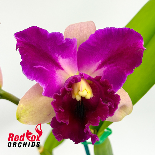 Laeliocattleya Mari's Song x Potinara Deception Garnet