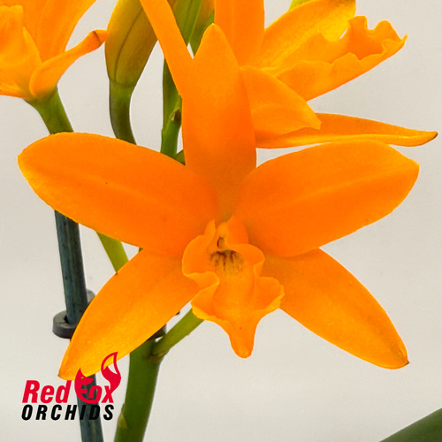 Brassolaeliocattleya (Fuchs Orange Nuggett X Young-Min Orange) 'Flora' X Lc. Trick or Treat