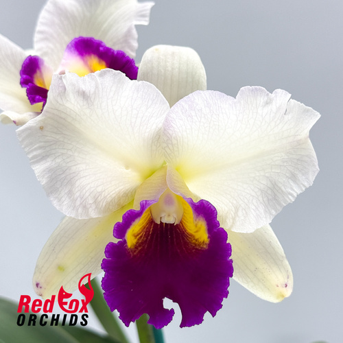 Brassolaeliocattleya (Mari's Song X Glenn Maidment) X Blc. Lovely Toshie 'H&R'