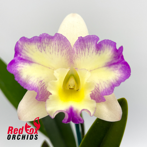 Brassolaeliocattleya Joe Lankton