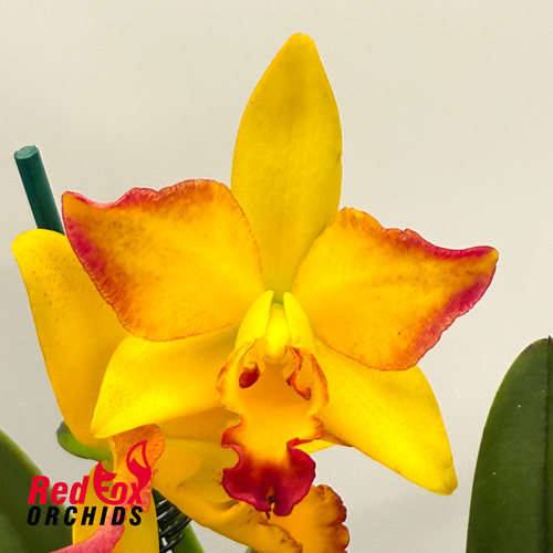 Brassolaeliocattleya Joe Lankton