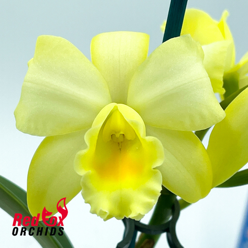 Brassolaeliocattleya Kaboom