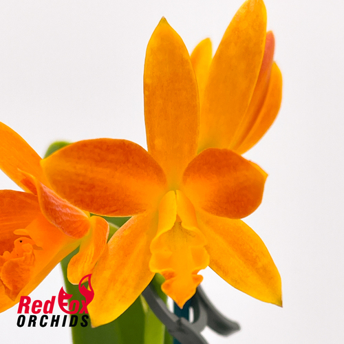 Rhyncattleanthe Topaz Chelsea 'Brilliant Red' X Ctt. Trick or Treat