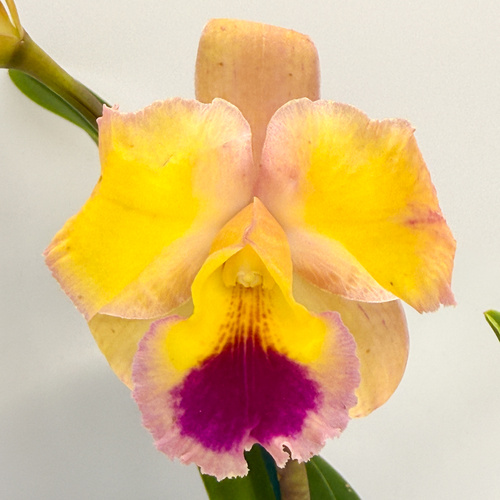 Brassolaeliocattleya Goldenell 'Burdekin' x Potinara Qing Mind Beauty