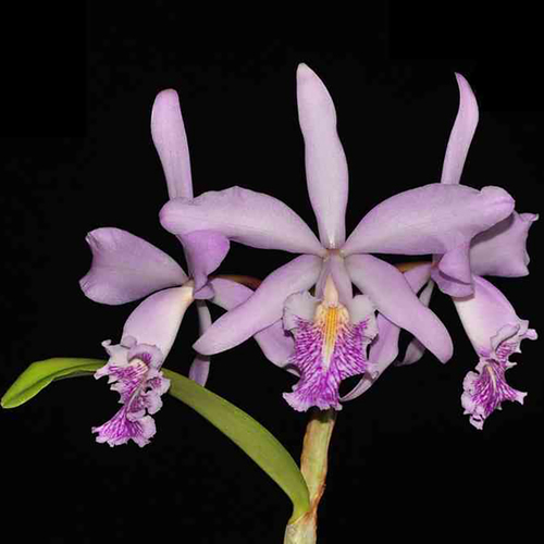 Cattleya Dominiana (1859)