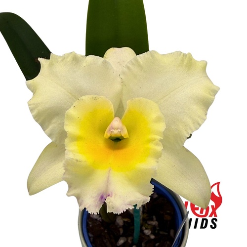Brassolaeliocattleya Sung Ya Green 'Green Gem' X Blc. Mismo