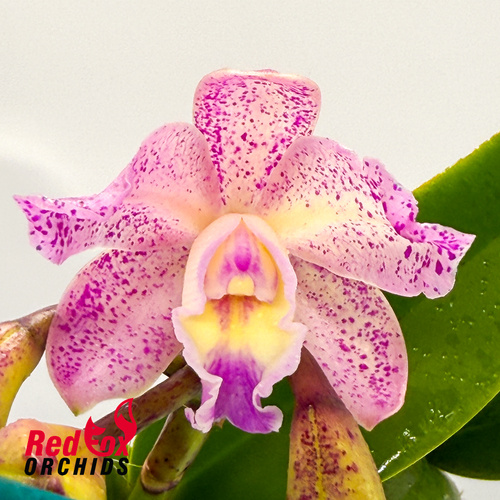 Laeliocattleya Susan Holcombe 'Yellow & Red' X C. Lulu (4n)