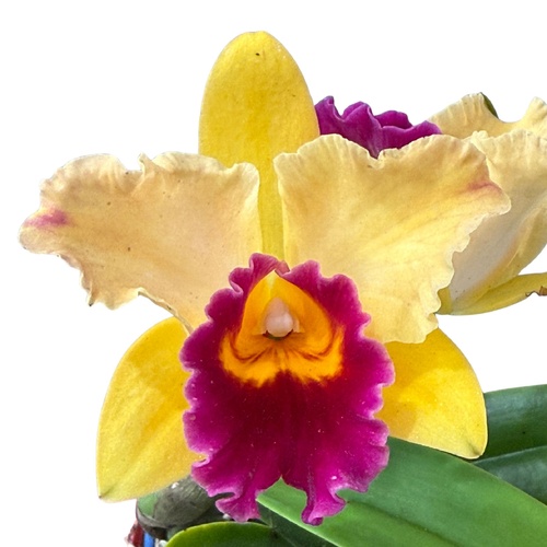 Laeliocattleya Shirayukihime 'M' X Blc. Toshie's Magic