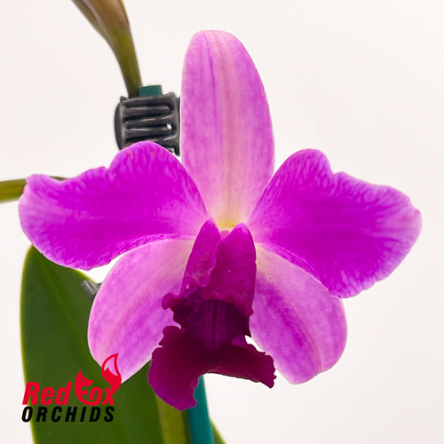Brassolaeliocattleya Topaz Suitor