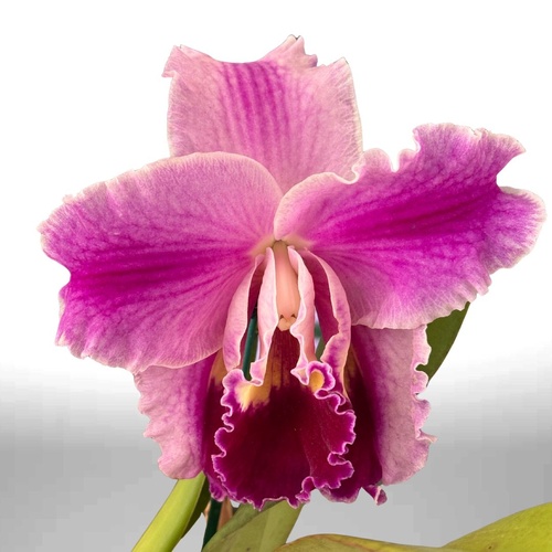 Brassolaeliocattleya (Horace X Love Sound) X Blc. (Mari's Song X Glenn Maidment)
