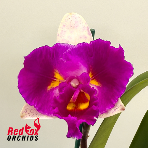 Brassolaeliocattleya (Momilani Rainbow X Magic Melody) X Blc. (Mari's Song X Glenn Maidment)