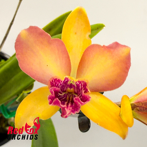 Brassolaeliocattleya Love Sound 'Dogashima' X Epc. Kyoguchi 'Fumi'