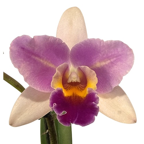 Brassolaeliocattleya Chyong Guu Linnet 'Smile' X Brassolaeliocattleya Double Buttons 'Peachcot'