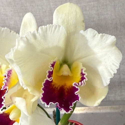 Brassolaeliocattleya  Topaz Impact X Blc. (Drumbeat X Love Sound)