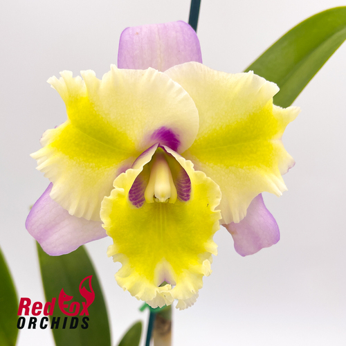 Brassolaeliocattleya Aussie Flare T'nt