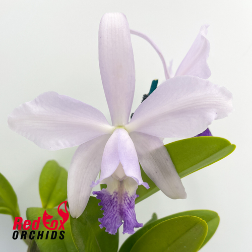 Cattleya intermedia fma. aquinii coerulea 'Haneda' AM AOS X self 'Big Blue' X C. Betsy's Azure Sea 'RH8'