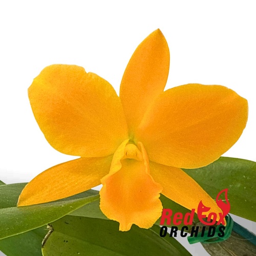 Brassolaeliocattleya Young-Min Orange 'Golden Satisfaction' X Blc. Fuchs Orange Nuggett 'Bette'