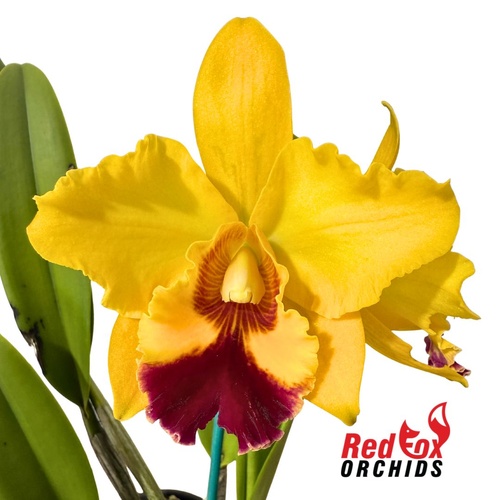 Brassolaeliocattleya Toshie's Magic X Blc. Roy Maidment