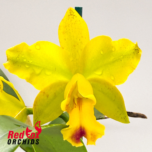 Laeliocattleya Susan Holcombe 'Yellow & Red' x Rhyncholaeliocattleya Topaz Sublime