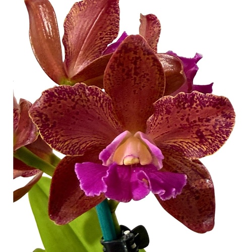 Brassolaeliocattleya (Sun Coast Sunspots X Topaz Lullaby) X C. tigrina albina (leopoldii albina H&R)