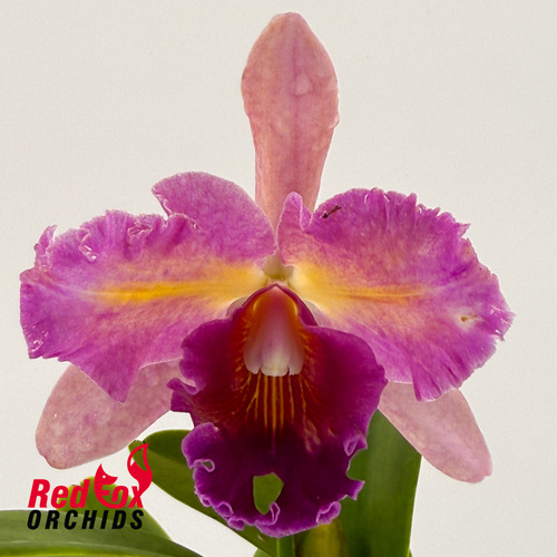 Brassolaeliocattleya Lovely Toshie 'H&R' X  Blc. (Tropical Chip X Redland Trader)