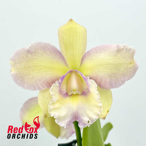 Brassolaeliocattleya Mismo X Blc. Topaz Sublime