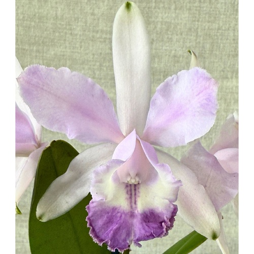 Cattleya Betsy's Azure Sea 'RH8' X C. intermedia