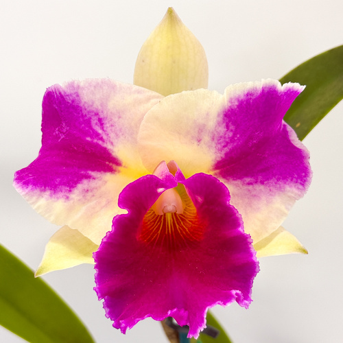 Laeliocattleya Magic Melody 'Superb' x Laeliocattleya Deception Diamond