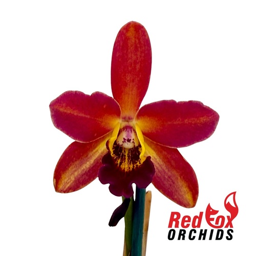 Rhyncattleanthe Topaz Chelsea 'Brilliant Red' X Ctt. Susan Holcombe