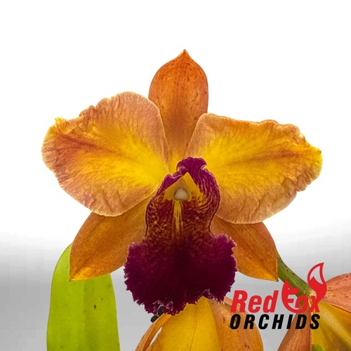 Potinara Chief Sweet Orange X Pot. (Glenn Maidment X Topaz Halo)