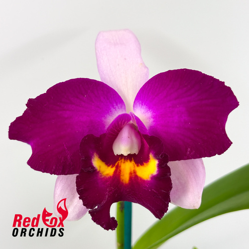 Brassolaeliocattleya (Binosa 'Key Lime' X Susan Holcombe) '2 Good' X Ctt. (Topaz Siren X tigrina 'Best')
