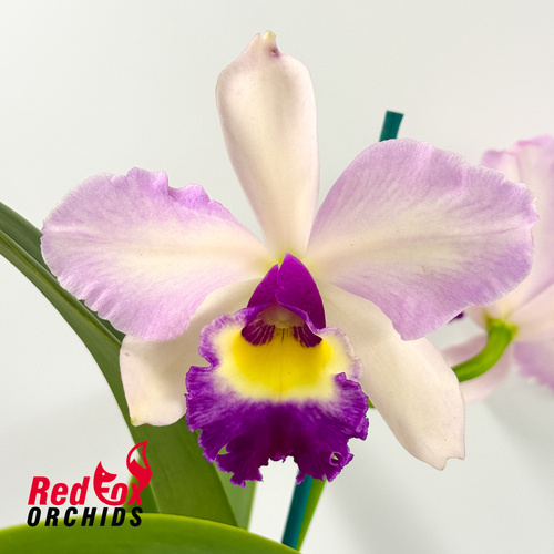 Brassolaeliocattleya (Binosa 'Key Lime' X Susan Holcombe) '2 Good' X Ctt. (Topaz Siren X tigrina 'Best')