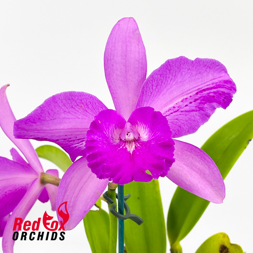 Brassolaeliocattleya (Binosa 'Key Lime' X Susan Holcombe) '2 Good' X Ctt. (Topaz Siren X tigrina 'Best')