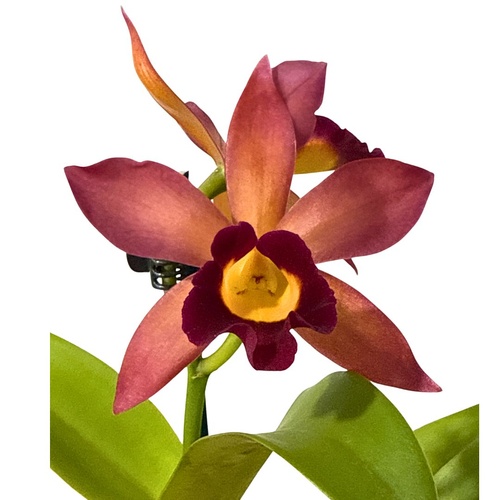 Potinara Chief Sweet Orange X Lc. Susan Holcombe 'Yellow & Red'