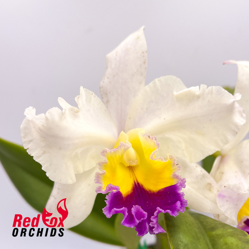 Potinara Goldernell 'Burdekin' X Pot. Little Magician 'Gold & Red'