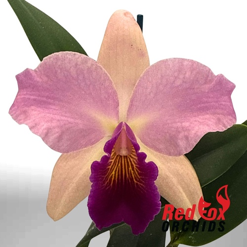 Potinara Goldernell 'Burdekin' X Pot. Little Magician 'Gold & Red'