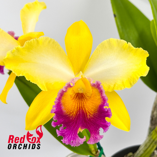 Potinara Goldernell 'Burdekin' X Lc. (Memoria Ralph Yagi X Aussie Sunset)