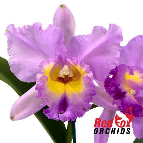 Rhyncholaeliocattleya  Deception Peak X Blc. Deception Royal Song