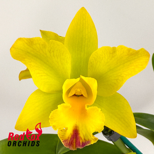 Potinara Roy's Magic 'Janet' X Blc. Topaz Sublime 'Tall Icy'