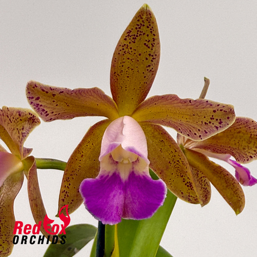 Brassolaeliocattleya (Hawaiian Passion 'Carmela' X guttata var. leopoldii) X C. tigrina ('Garopaba' X 'Rio Grande') 'Burleigh