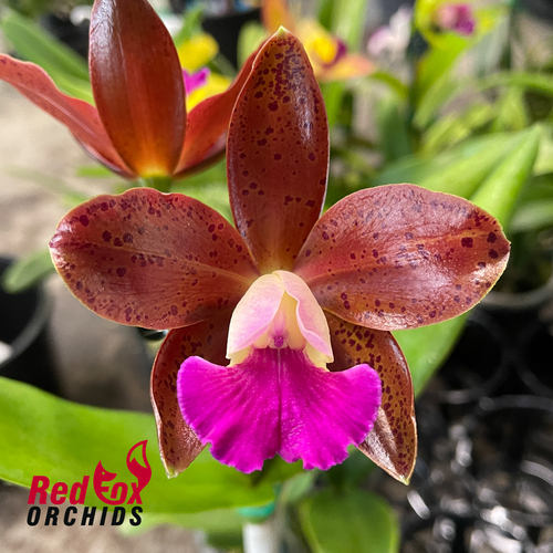 Cattlianthe Plumb Perfect