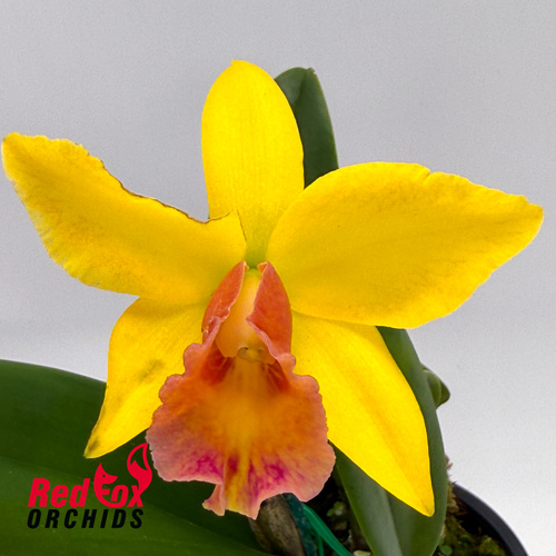 Potinara Chunfong Smile 'VG Y&R Splash' X Blc. George King 'Southern Cross'