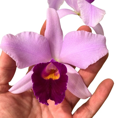 Cattleya Hsinying Yukihime X C. purpurata striata