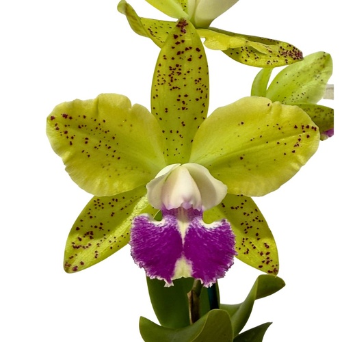 Sophrolaeliocattleya Elisabeth Calov X Blc. Topaz Sublime 