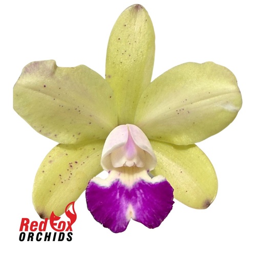 Sophrolaeliocattleya Elisabeth Calov X Blc. Topaz Sublime 'Tall Icy'