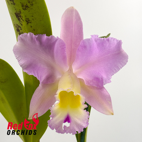 Brassolaeliocattleya Roy Maidment 'Dawn Lights' X Blc. (Mari's Song X Glenn Maidment)