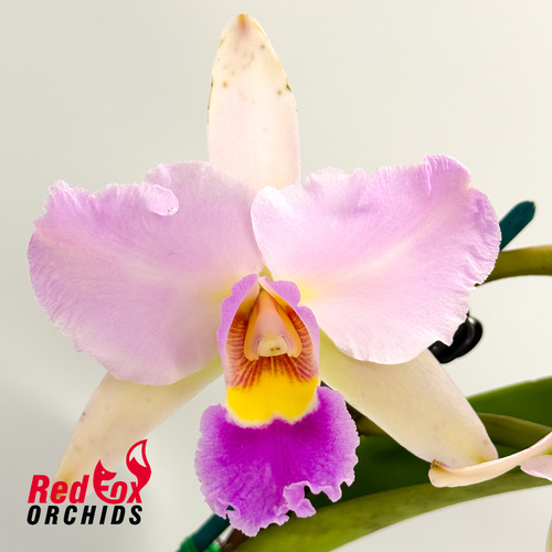 Brassolaeliocattleya (Hawaiian Passion 'Carmela' X Lc Aussie Sunset) X Pot. Qing Ming Beauty