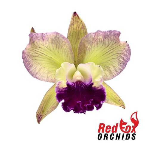 Brassolaeliocattleya Deception Kokoda X Blc. (Topaz Music X Glenn Maidment)