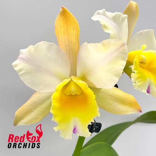 Cattlianthe Marisusan x Rhyncattleanthe (Erin Kobayashi x Pokai Tangerine)
